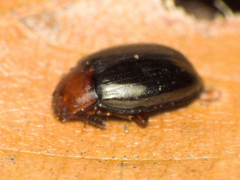 Scaphidema metallicum bicolor (Fabricius, 1798)